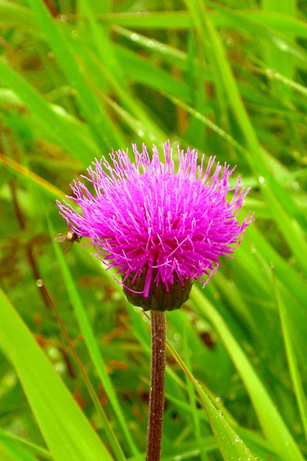 Carduus?  No, Cirsium alsophilum